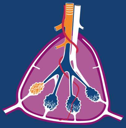 Anatomie du lobule secondaire Unité fonctionnelle du poumon.