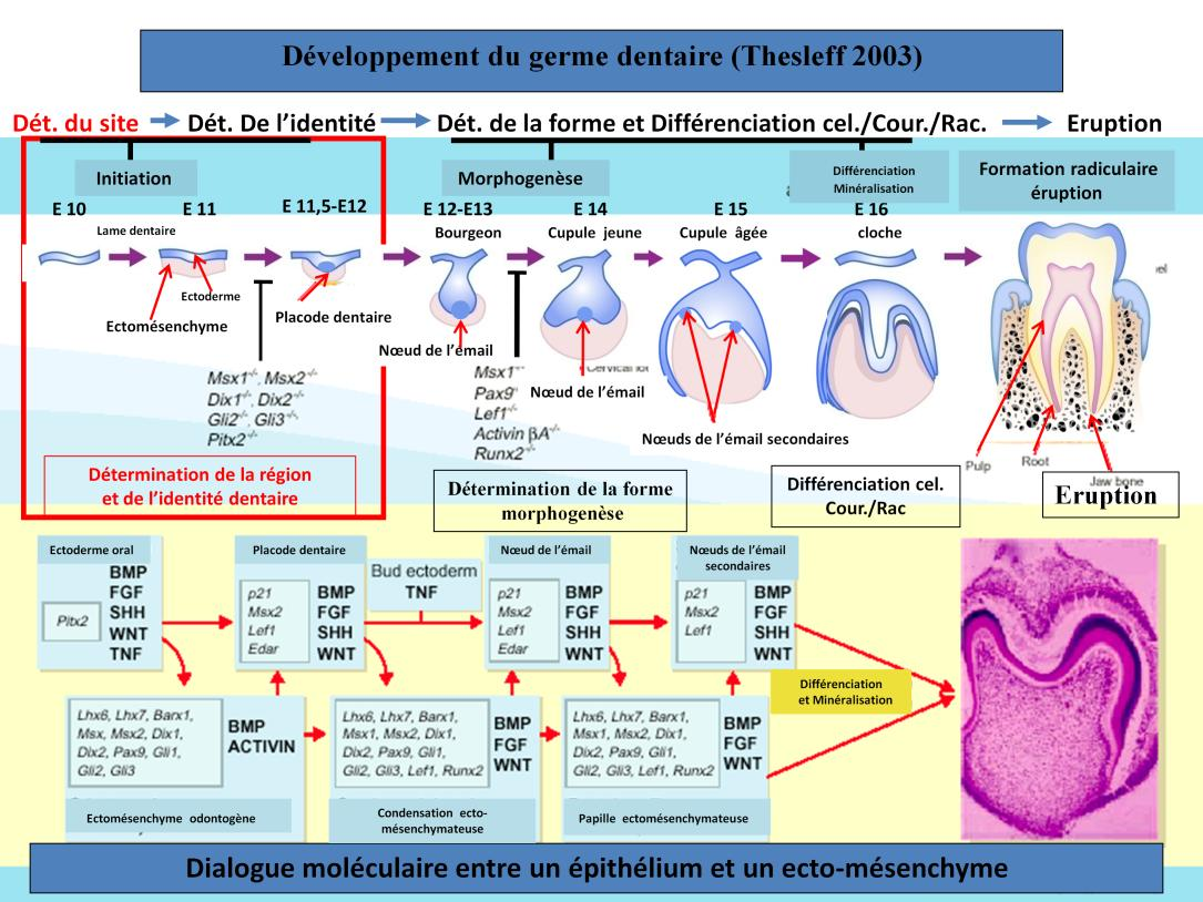 6/Cette diapositive bien que datant de 2003 vous schématise de façon simplifiée et illustrative non seulement les principales étapes de l odontogenèse mais également les facteurs intervenants dans ce