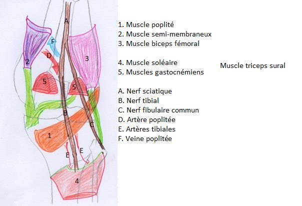 Face postéro-médiale et postéro-latérale du fémur avec les tubercules sus condyliens et les condyles médiaux et latéraux. Entre les condyles on a l échancrure intercondylaire.