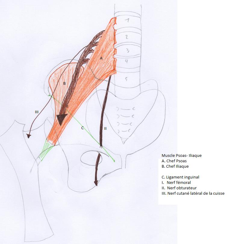 de la cuisse et au nerf obturateur pour loge interne. Tout le reste c est le nerf sciatique. I _ plexus lombaire Le plexus lombaire a des rapports importants avec le muscle psoas iliaque.
