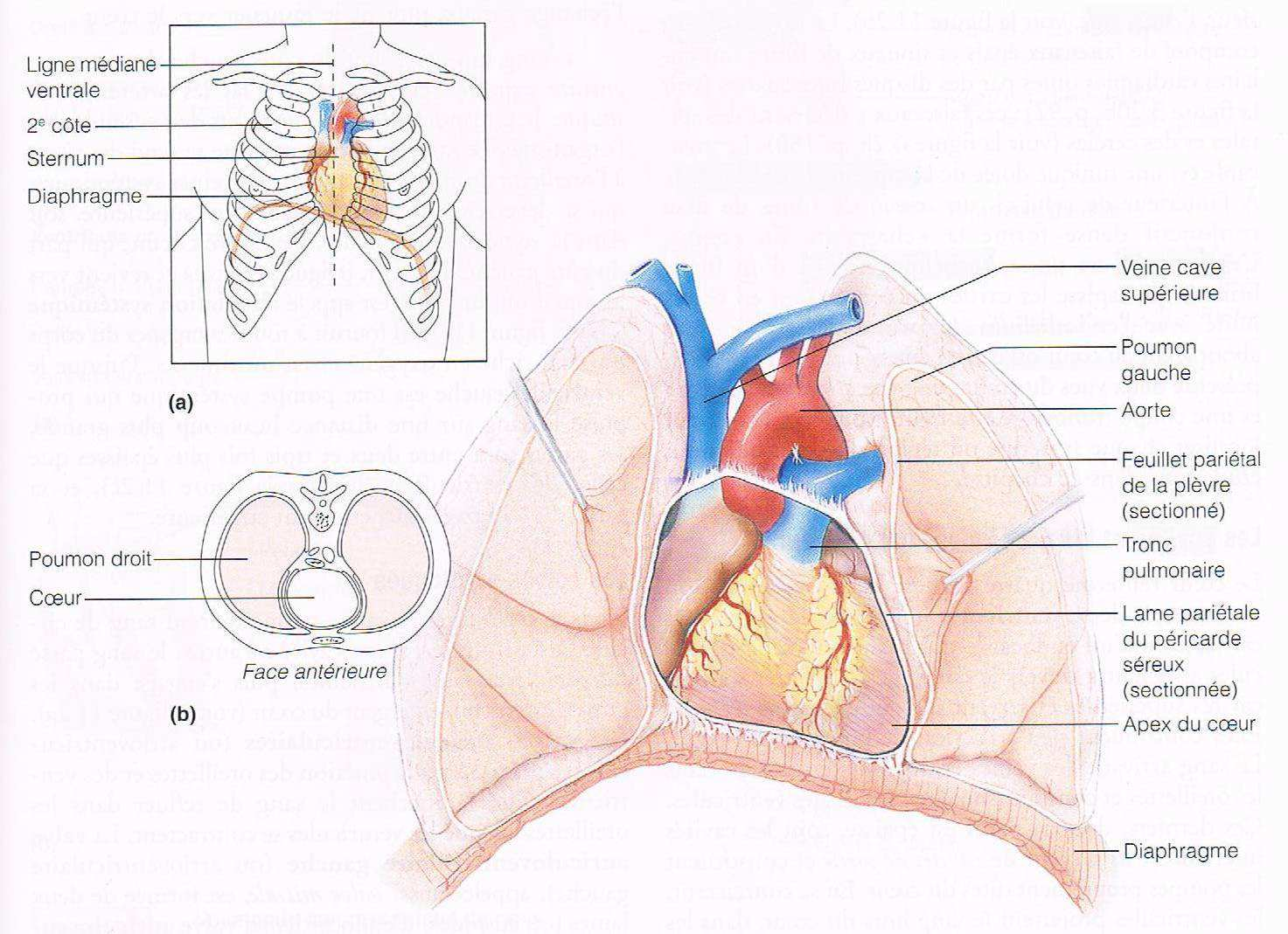 2.3 Le cœur 2.3.1 L Anatomie du cœur 2.3.1.1 La localisation et les dimensions La taille et le poids relatifs du cœur ne laissent pas deviner sa force incroyable.