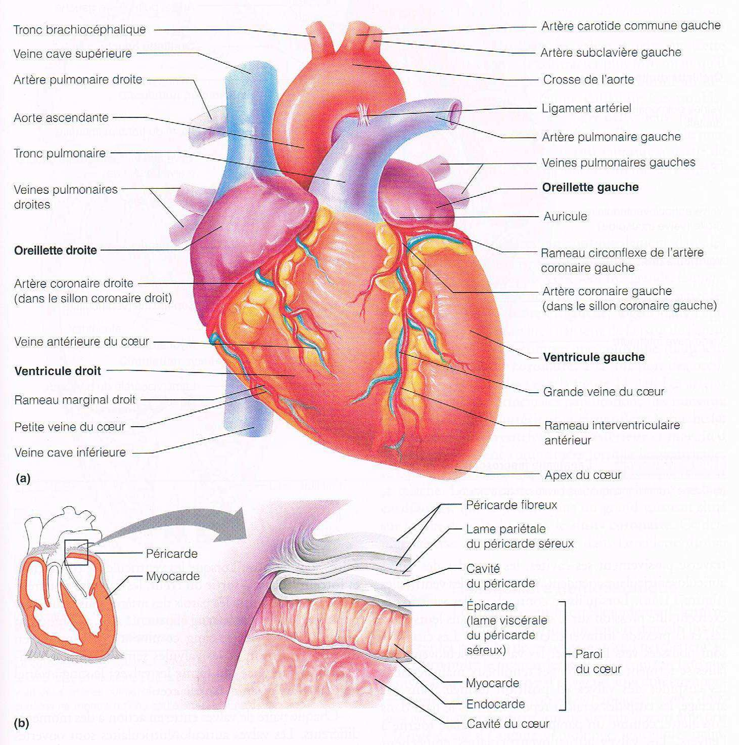 endothélium mince qui tapisse les cavités du cœur. Il est en continuité avec l endothélium des vaisseaux sanguins qui aboutissent au cœur ou qui en émergent.