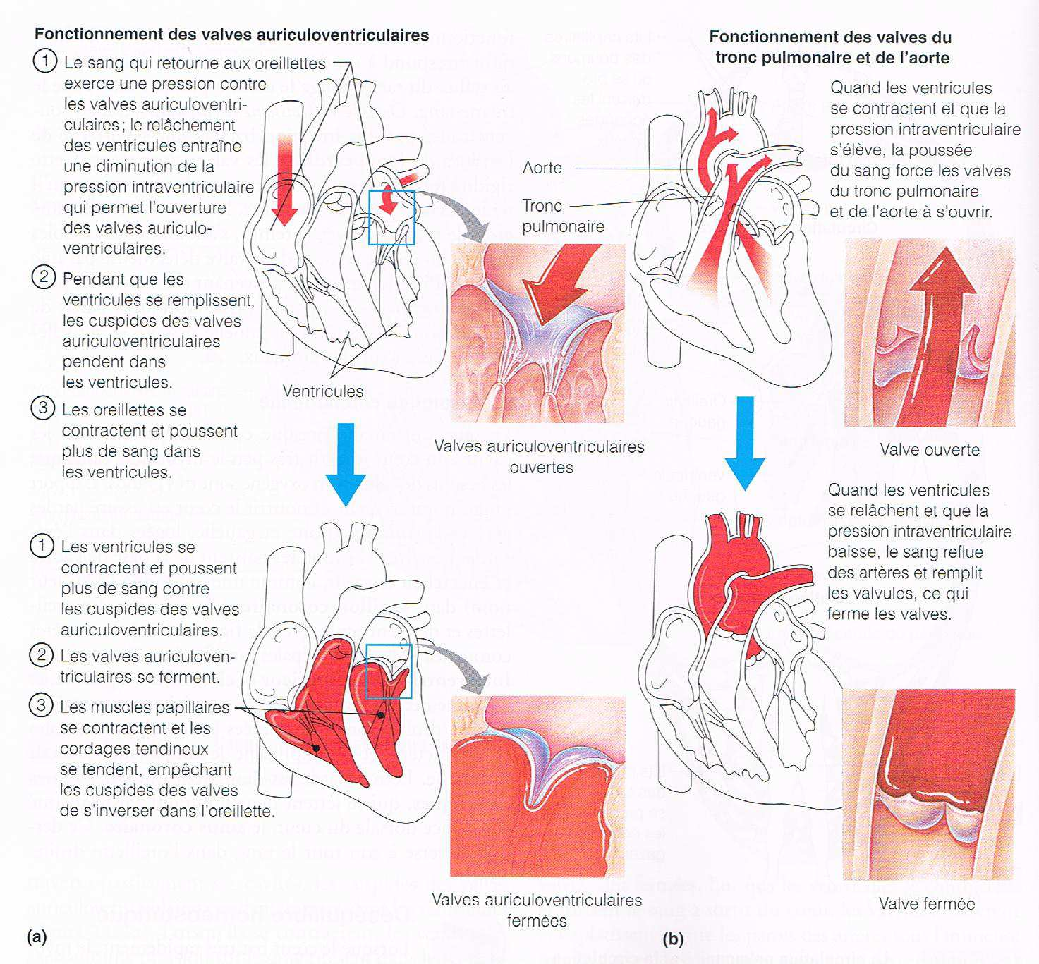 Figure 34 : Le fonctionnement des valves cardiaques 2.3.1.4.1 Anomalies des valves cardiaques Les valves cardiaques sont des dispositifs assez simples.