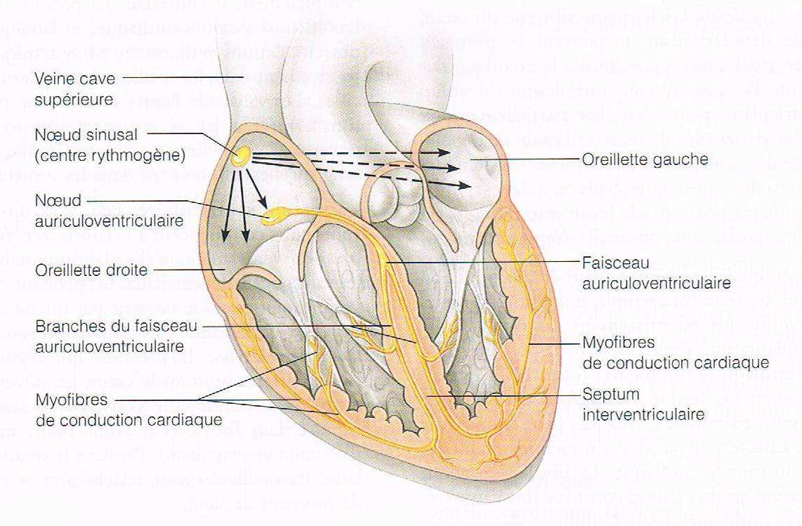 2.3.2 La physiologie du cœur Au gré des battements (contractions) du cœur, le sang poursuit ses allées et venues : il entre dans le cœur, puis en ressort pour circuler dans l ensemble de l organisme