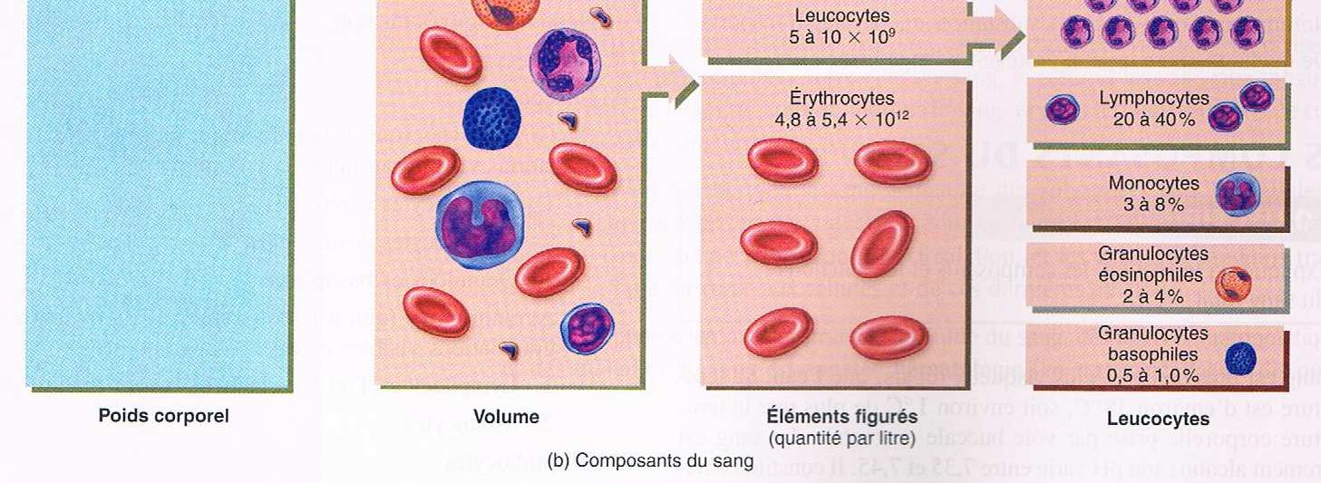 2.2.2 Les composants du sang Le sang est plus dense et plus visqueux (épais) que l eau. Sa température est d environ 38 C, soit environ 1 C de plus que la température corporelle.