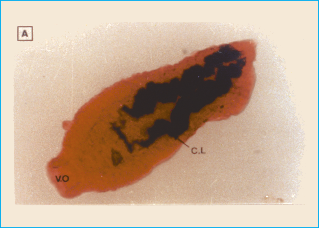 M. Belcacemi et al. l œsophage est très développé. Au 21ème jour de la parasitose, le nombre de schistosomules n évolue pas de manière significative.