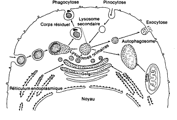 Figure 13 : Mécanisme de l autophagie (d après Biologie Cellulaire par Marc Maillet) Dans cette représentation, l autophagosome se forme à partir d une portion du complexe de Golgi *Remodelage des