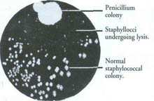 I-GENERALITES Historique Pénicilline G Fleming en 1928 Penicillinum notatum Usage clinique : 1938-1942 Streptomycine: