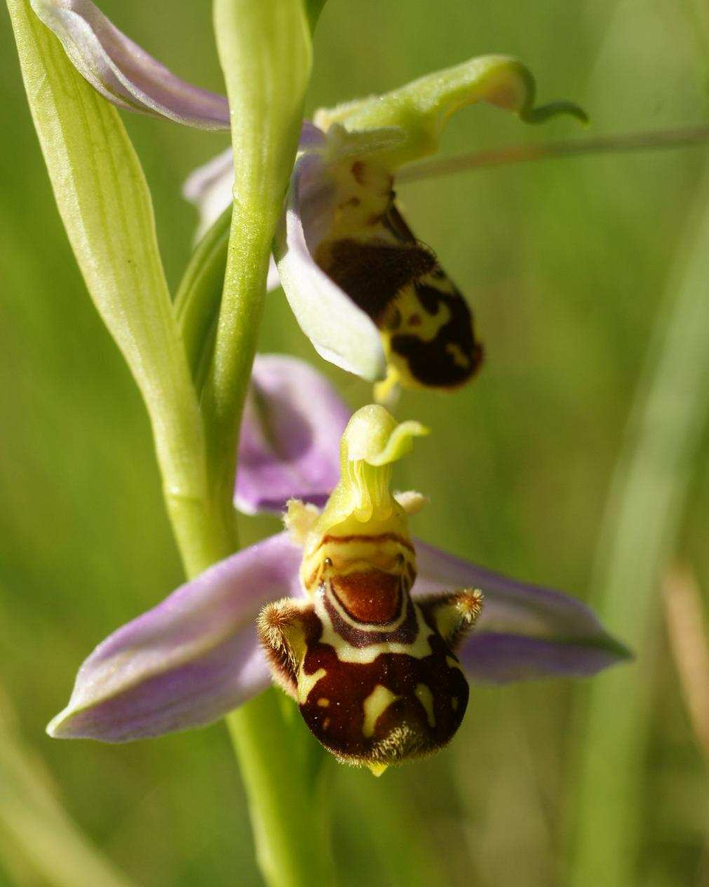 les Ophrys 1 - Ophrys araignée (sépales verts - labelle arrondi) 2 - Ophrys mouche (sépales verts - labelle