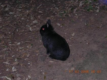 un lapin noir au massif du Cap Sicié (photo : F.