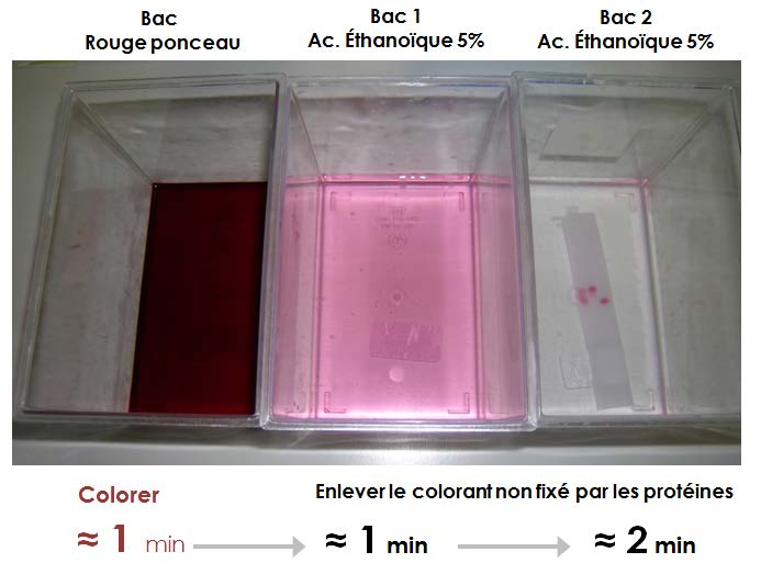2 Résultats 2.1 Arrêt de l'électrophorèse (au bout de 1 heure) et coloration des bandes Pendant le temps de migration, remplir le premier compartiment du bac à coloration de rouge Ponceau.