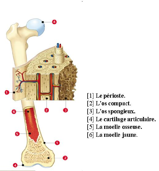 formée d un réseau de tiges et de plaques de tissu osseux interconnectées, appelées travées ou trabécules.