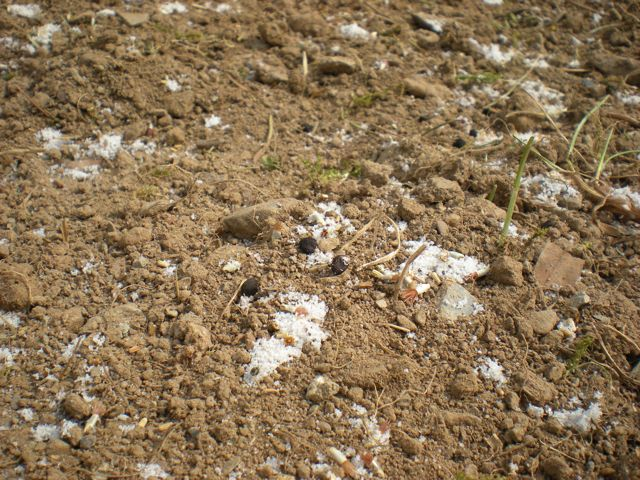 graines seront répandues à la volée et la surface sera ensuite correctement roulée pour bien mettre en contact les semences avec le sol.