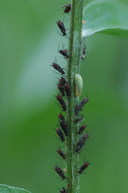 Bande fleurie dans un verger intégré - CRA-W Sombreffe (ECOWAL ) La composition des fleurs est alors particulièrement étudiées pour attirer les insectes auxiliaires tels que les syrphes, les