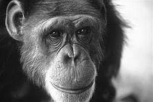 f) Dernier cas : les singes Sujets controversés... Maîtrise de 350 signes.