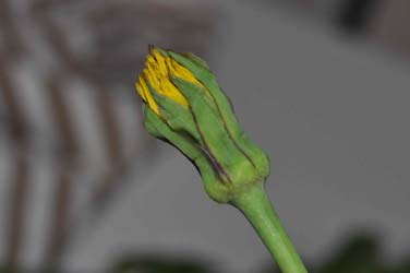 Vesce jargeau (Vicia cracca) La vesce jargeau possède une tige grêle, plus ou moins couchée, très ramifiée, atteignant parfois plus de un mètre de longueur, grimpant au-dessus des autres plantes