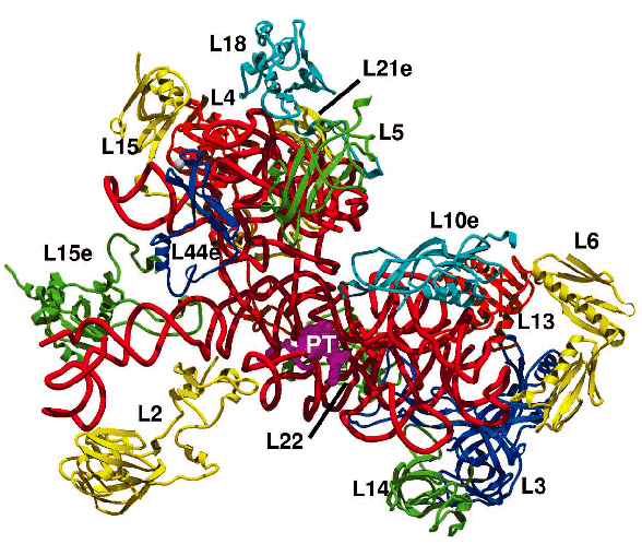 Protéines, protéomique & co Protéome humain = + d 1,2 million de protéines Protéomique = «Analyse des protéines exprimées par une cellule / tissu /