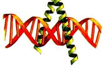 3. Motifs d interaction avec l ADN hélice-tour-hélice