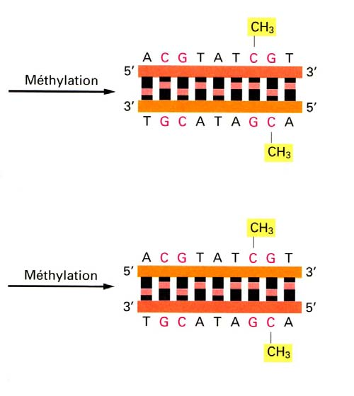 4. Méthylation de l ADN - 5 à 10 % des cytosines sont méthylées - îlots CpG - méthylases et profil de