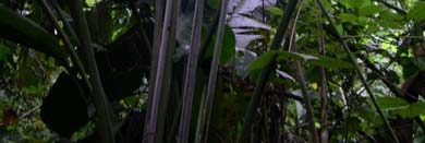 L écologie des parents sauvages du manioc Arbustes buissonnants à lianescents de l écotone forêt-savane