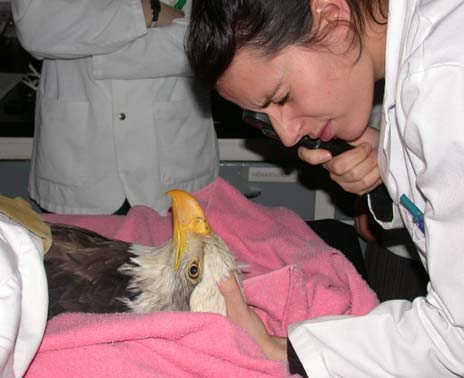 Or, depuis 1986, tous les oiseaux de proie blessés peuvent recevoir des soins de qualité à la Clinique des oiseaux de proie, située à la Faculté de médecine vétérinaire de l Université de Montréal, à