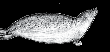 Toxoplasme Le Toxoplasme est un parasite qui se trouve chez plusieurs animaux au Nunavut.