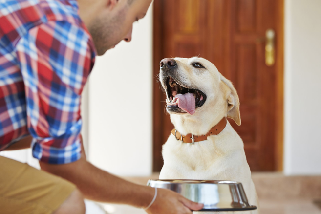 2. Ne pas manger la nourriture d inconnus 1. Conseils pour apprendre à votre chien à ne pas mendier de nourriture à vous et / ou à des inconnus 2.