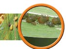 Puceron et Cicadelle Pertes de 3 à 40 q/ha. Les pucerons sont vecteurs de la jaunisse nanisante. Le risque est favorisé par des semis précoces et des conditions climatiques douces.