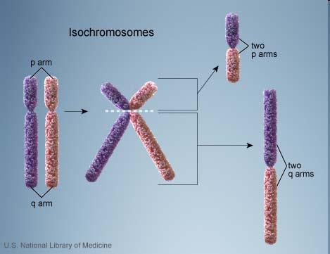Les isochromosomes résultent de la division d un chromosome selon un axe perpendiculaire à son axe de division, le chromosome résultant possède deux copies de l