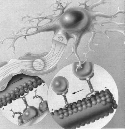 En présence de colchicine (entraîne une dépolymérisation des microtubules, l appareil de Golgi se fragmente et se disperse mais reste toutefois fonctionnel. Ex.