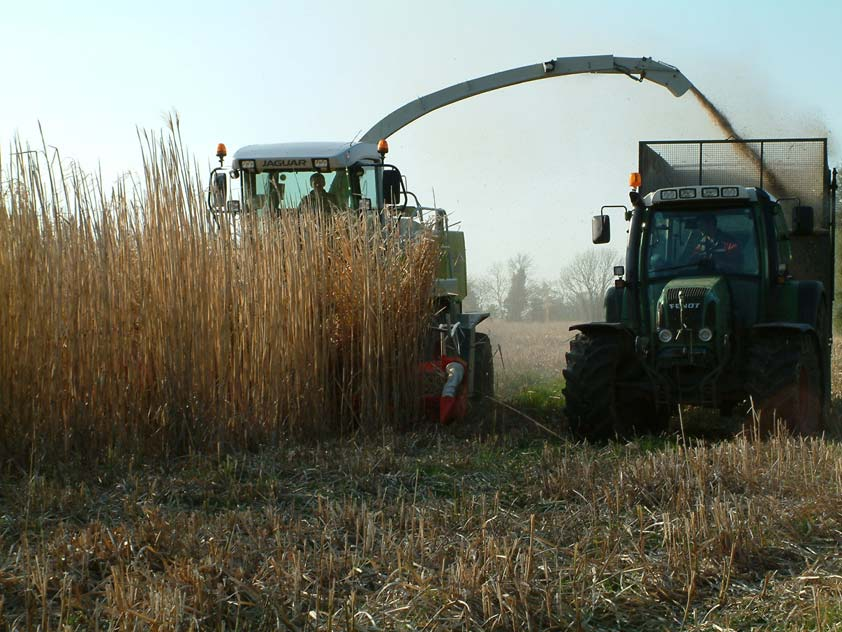 Méthode de récolte, gamme de combustibles : 2. Récolte directe avec une ensileuse maïs, ventilation des copeaux le cas échéant, et stockage à plat sous bâtiment ou sous bâche.