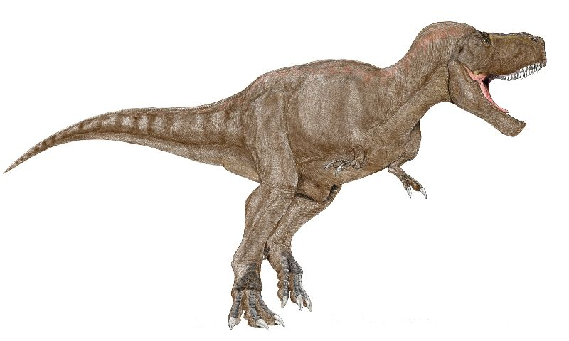 Tyrannosaurus Rex Je vivais dans l'ouest Américain et en Asie. Le tyrannosaurus rex avait un corps gigantesque qui, en moyenne, mesurait 12 mètres de long et 6 mètres de haut.