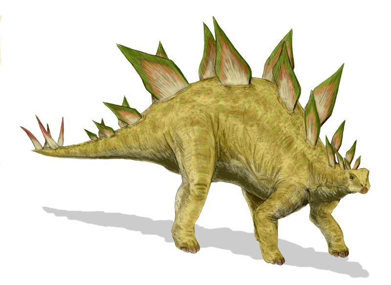 Stegosaurus Je vivais en Europe et en Amérique! Stegosaurus signifie «lézard couvert» en référence aux plaques qui recouvrent son dos comme une armure.