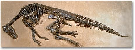Fouilles archéologiques Grâce aux fouilles archéologiques, c est-à-dire aux découvertes dans les sols, comme les fossiles, les archéologues ont remarqué l existence lointaine de dinosaures.