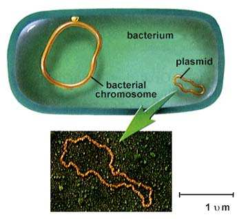 Les plasmides, des petites
