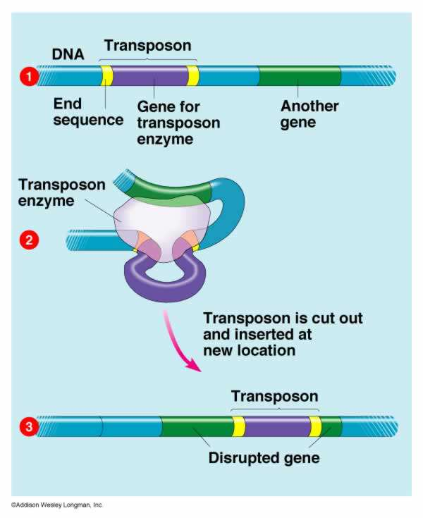 Transposition d un transposon : mécanisme de «couper coller»