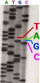 Séquençage de l ADN : méthode de Sanger Résultat du séquençage par la méthode