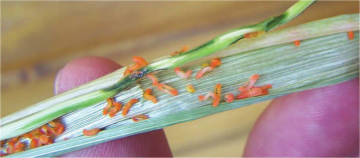 CECIDOMYIE DE LA TIGE (ou Cécidomyie équestre) Haplodisplosis marginata Adulte : petite mouche d environ 4 mm avec un abdomen rouge et un thorax marron foncé.