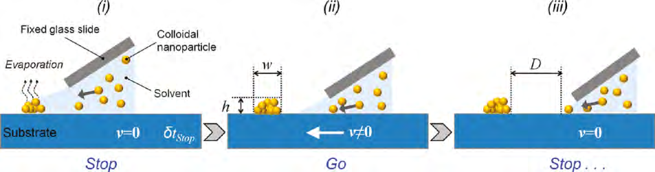 Gold Nanoparticles Fabricated by Stop-and-go Convective