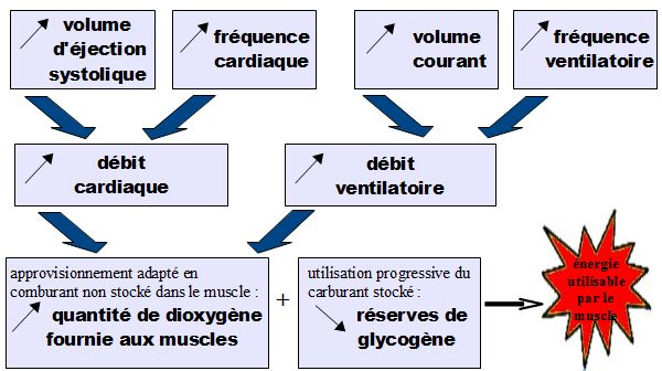 20 Document 3 Schéma-bilan : Quelques modifications physiologiques lors de l'exercice physique Bilan : L'augmentation de l'activité musculaire est associée à une augmentation du volume de dioxygène