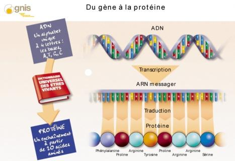 III) Transmission de l information génétique 1) Du gène à la protéine 2) La division cellulaire : une reproduction conforme a) Une succession de cycles cellulaires Seule la vie peut engendrer la vie.