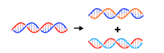 Grâce à la réplication, chaque molécule d ADN en donne 2 nouvelles parfaitement identiques 3) La transcription et la traduction de l ADN La transcription est un processus biologique qui consiste, au