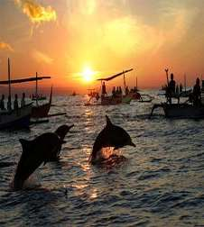 JOUR 7: LOVINA BEDUGUL TANAH LOT - BENOA Réveil matinal pour partir à la rencontre des dauphins en pirogue à balanciers vers 6 heures avant le lever du soleil, ou vous aurez l occasion de les