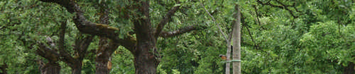 Les bosquets constituent des relais pour ces espèces forestières : pic noir, bouvreuil pivoine, grimpereau des jardins, grive musicienne, loriot d'europe Un rapace comme la buse variable fréquente