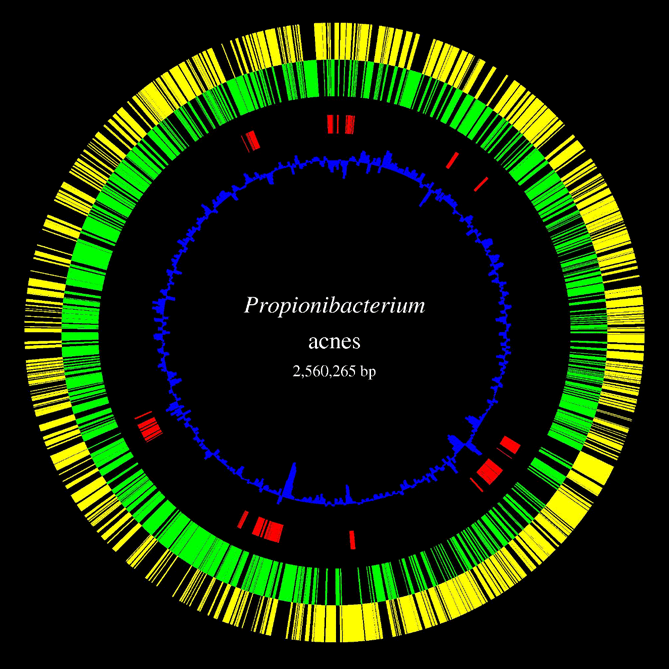 Carte du chromosome de P.