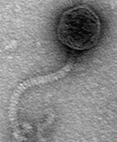 Facteurs de virulence héberge des éléments mobiles: - phages, - un plasmide linéaire retrouvé dans des souches d acné résistantes aux cyclines Capable de survivre dans les macrophages Capable d