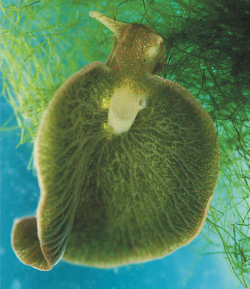 Fiche sujet candidat (1/2 Mise en situation et recherche à mener Elysia chlorotica est une petite limace de mer capable de vivre 9 mois sans se nourrir en pratiquant la photosynthèse à partir de