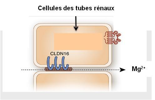 2/ Interactions cellule-cellule. C/ La cohésion cellule-cellules: Pathologies associée à des mutations des composants des jonctions serrées Mutations de la claudine 1 chez l homme.