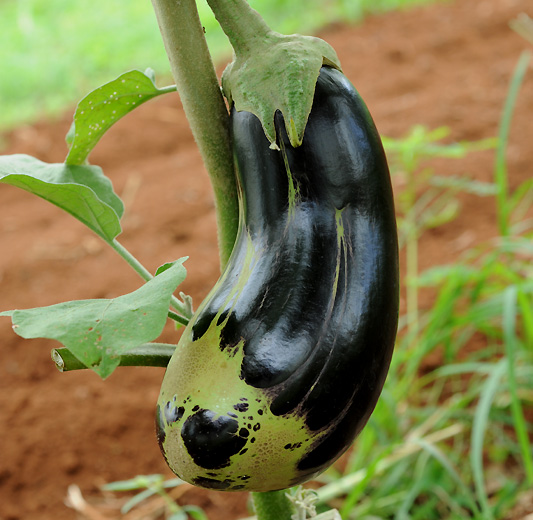 Fruit d aubergine affecté par le tarsonème : Polyphagotarsonemus latus.