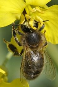 Respectez la réglementation «abeilles» et lisez attentivement la note nationale BSV 2012 sur les abeilles 1.